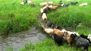 icelandic sheep cross the bridge of peril [upl. by Thetis]