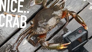 Mud Crabs Snapper and a chilled long weekend  Fishing Australia [upl. by Puiia835]