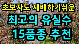 초보자도 재배가 쉬운 최고의 유실수추천 가을에 묘목 심어야 성공합니다 정원수유실수묘목심는법정원블루베리과수원농사건강시골힐링노후준비전원생활 [upl. by Prudy363]