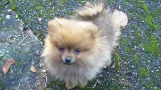 Puppy Pipkin  quotThe Pomeranian Songquot [upl. by Ettenej522]