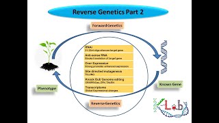 Reverse genetics Part 22 Gene Knockdown ConditionalConventional Knockout Spatialtemporal Exprn [upl. by Demetris139]