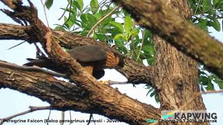 Peregrine Falcon Falco peregrinus ernesti  Juvenile  Chiu S C MVI8925 [upl. by Artenahs]