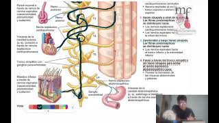 Inervación simpática abdominal Fácil [upl. by Eenehs]