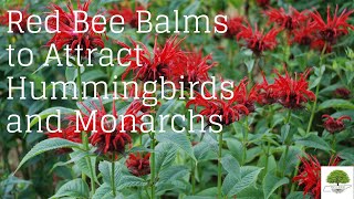 Attract Hummingbirds and Monarchs With Red Bee Balms  TN Nursery [upl. by Frederique]