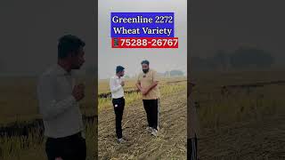 Greenline 2272 Wheat Variety 2024 🌾 [upl. by Ibok]