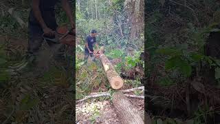 pejuangrupiah operatorchainsaw tetapsemangat 💪 [upl. by Ahtnammas]