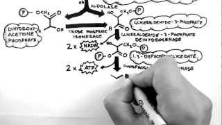 Cellular Respiration 2  Glycolysis [upl. by Eillod78]