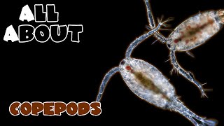 All About The Copepods [upl. by Arutnev]