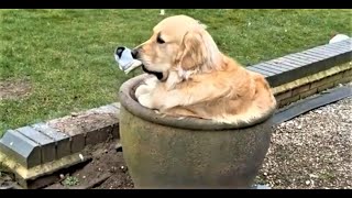 Lustige Hunde und Katzen Videos 2023 Cute and Funny Cats amp Dogs Videos [upl. by Elletnahc719]