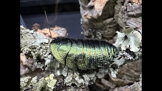 Pseudoglomeris magnifica The Emerald Cockroach update care and rehouse [upl. by Aivekal]