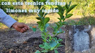 increíble siembra de limón para que tengas limones en muy poco tiempo 🍋 [upl. by Nosittam]