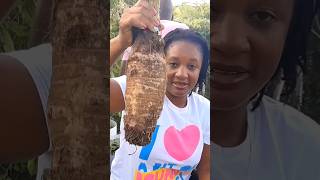 DasheenTaro youtubeshorts short farming food home viral kitchen diy asmr trending fyp [upl. by Weight]