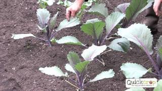 How to Grow Cabbage  A Step by Step Guide [upl. by Manuel542]