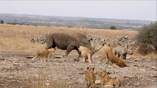 Rhino mom shows lion pride that was trying to hunt her calf whos boss [upl. by Aivil221]