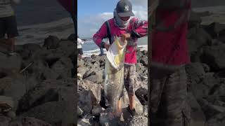 22 kg de poder pesca de Robalon por mi compa Tuki en el Stoner San Blas Nayarit pesca fishing [upl. by Eldon]