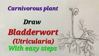 Bladderwort drawing easy for kids Utricularia drawing easy carnivorous plant drawing for science [upl. by Lesly239]