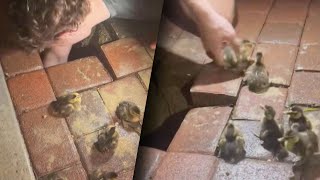 Teens Rescue 12 Ducklings Stuck in Sink Hole [upl. by Knutson]