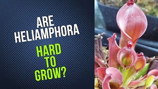 Are Heliamphora Hard To Grow [upl. by Morganstein971]