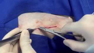 Ovariohisterectomía en hembras caninas  Ovariohysterectomy in dogs [upl. by Sucramal19]