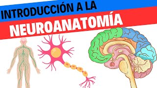 Introducción a neuroanatomía Neurociencias 16 [upl. by Shugart539]