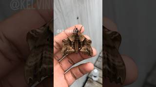 Blinded Sphinx Moth Handling [upl. by Silohcin803]