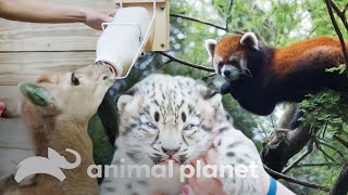 Cuidados de crías de animales en el zoológico  El Zoológico del Bronx  Animal Planet [upl. by Peery]