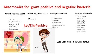 Mnemonics for gram positive and gram negative bacteria  Gram positive and negative bacteria [upl. by Valente221]