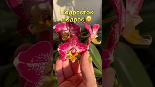 данапротасова orchideen orchid orchideenpflege орхидеидома фаленопсис [upl. by Anderea]