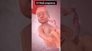 23 week pregnancy [upl. by Rog]