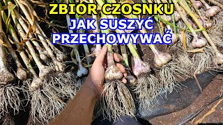 Zbiór Czosnku  Jak Zbierać Suszyć Przechowywać Czosnek Kiedy zbierać Czosnek jesienny Uprawa [upl. by Armat38]