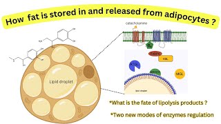 How sequestration of lipases regulates triacylglycerol metabolismFate of lipolysis products [upl. by Philo]