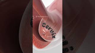 Pap Smear 3D Animation [upl. by Salsbury148]