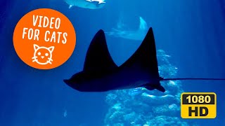 Calming TV Aquarium 🐠 Hypnotic Video Fish Swimming for Cats Relaxation [upl. by Sirej]