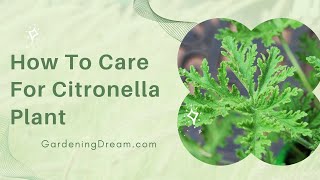 How To Care For Citronella Plant [upl. by Borer]