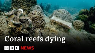 Corals turning white and dying after record heat say scientists  BBC News [upl. by Alekat613]