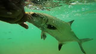 Touw River  Wilderness  Float tubing for garrickleervis on fly [upl. by Elem]