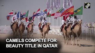 The other World Cup Camels compete for beauty title in Qatar [upl. by Calica]