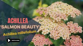 Achillea Salmon Beauty  Achillea Millefolium  TinyLeaf [upl. by Ennasus]