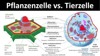 Tierzelle vs Pflanzenzelle Vergleich  Zellorganellen und ihre Funktionen 33  Biologie [upl. by Angelica]