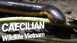 Caecilian  Amphibians in the Mekong Delta  WILDLIFE FILMS VIETNAM [upl. by Milinda]