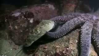 Abalone surprising maneuver to escape seastar [upl. by Leroj]