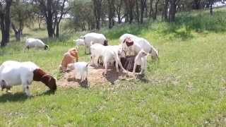 Boer Goat Kids 2014Stinchfield Ranch [upl. by Atel187]