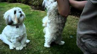 Lhasa Apso TricksAVI [upl. by Kared652]