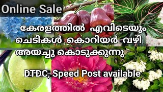 Sale🥰 30 രൂപ മുതൽ ചെടികൾ ഇവിടെ നിന്നും ലഭിക്കും catalogue വഴിയും പ്ലാന്റ്സ് ഓർഡർ ചെയ്യാം [upl. by Aelam]