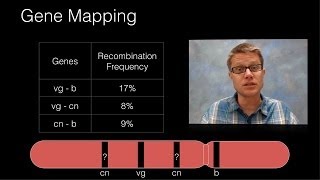 Genetic Recombination and Gene Mapping [upl. by Mure]