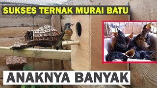 Cara Ternak Murai Batu Pemula Agar Sukses PANDUAN LENGKAP [upl. by Ahsitneuq]