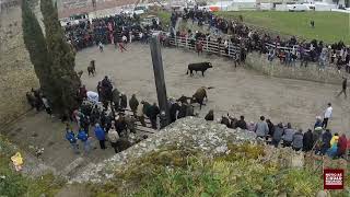 Encierro martes de Carnaval Ciudad Rodrigo [upl. by Ariella]