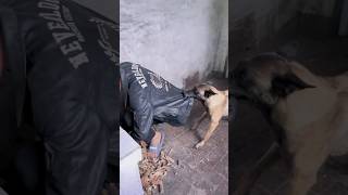 कुत्ते ने बचाई जान dogs shorts dogshorts funnyshortsvideo [upl. by Perl]