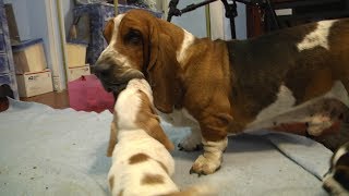 Grandpa Noble Basset Hound Meets the Puppies Adorable [upl. by Doralynne]