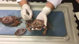 Crab Dissection [upl. by Hochman]